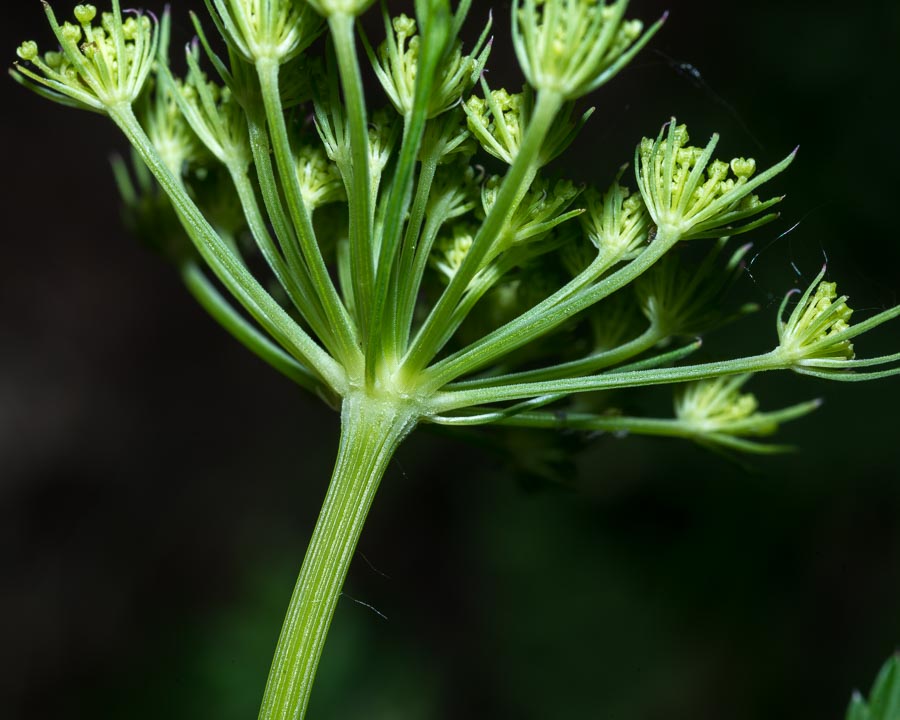 Katapsuxis silaifolia (=Cnidium silaifolium) / Carvifoglio dei boschi